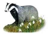 Badger (Meles meles) M010