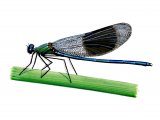 Banded Demoiselle (Calopteryx splendens) IN001