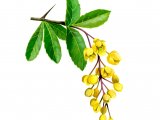 Barberry (Berberis vulgaris) BT0157