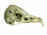 Barn Owl skull (Tyto alba) BD0148