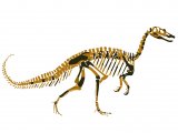 PD006 - Baryonyx walkeri