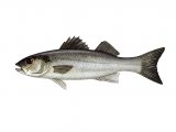 F009 - Bass (Sea) Dicentrarchus labrax