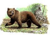 Bear (Brown) Ursus arctos M001