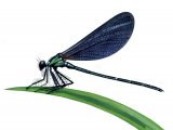 Beautiful Damoiselle (Calopteryx virgo) (male) IN001