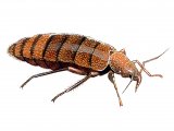 Bedbug (Cimex lectularius) IN001
