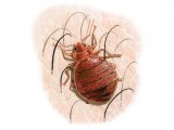 Bedbug (Cimex lectularius) IN002