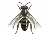 IH119 - Bryony Mining Bee female (Andrena florea)