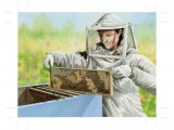 Bee Keeper opening hive IN009
