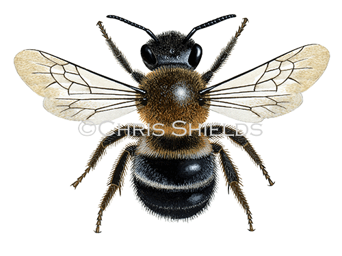 Bee (Large Mason) Osmia xanthomelana IH0022