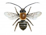 Bee (Long-horned mining) Eucera longicornis IN001