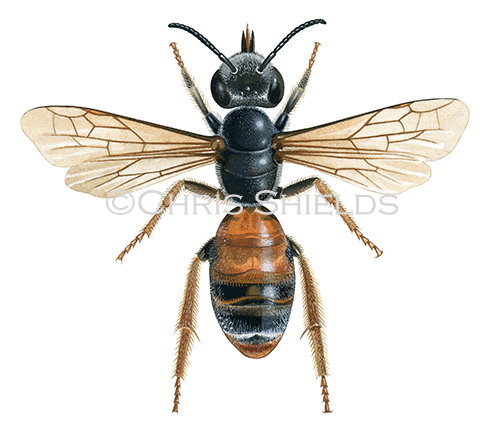 Bee (Mining) Andrena hattorfiana IH0024