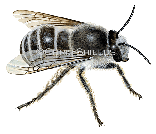 Bee (Potter Flower) Anthophora retusa IH0026