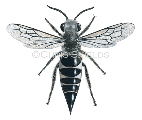 Bee (Sharp-tailed) (female) Coelioxys inermis IH0029