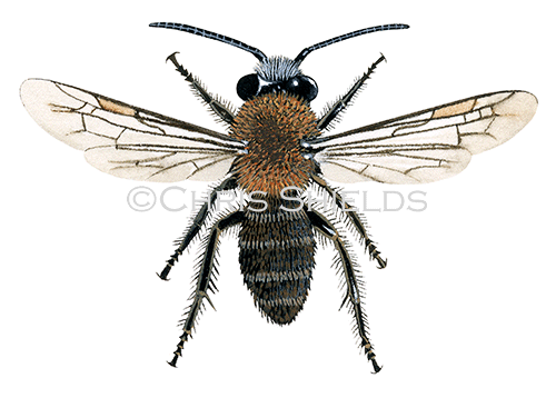 Bee (Tawny mining) (male) Andrena fulva IH0032
