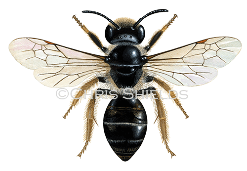 Bee (Tormentil Mining) Andrena tarsata IH0034
