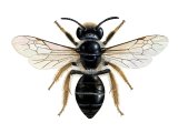 Bee (Tormentil Mining) Andrena tarsata IN006