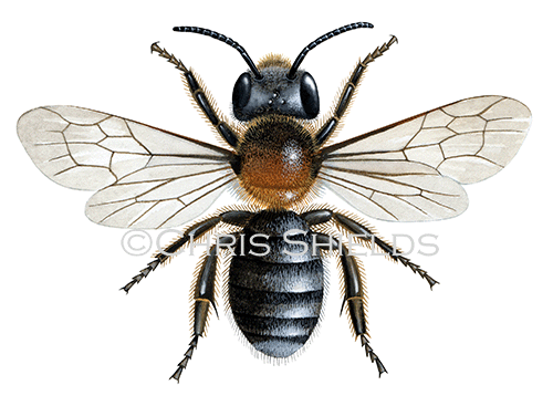 Bee (Western mason) Osmia parietina IH0035