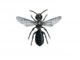 IH132 - Harebell Carpenter Bee (Chelostoma campanularum)