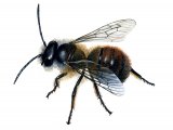 Bee (Red Mason - male) Osmia rufa B002