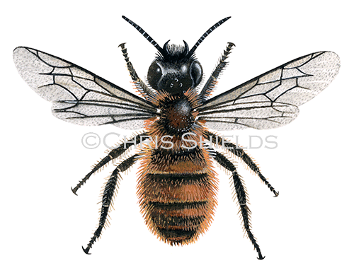 Bee (Tawny mining) (female) Andrena fulva IH0031