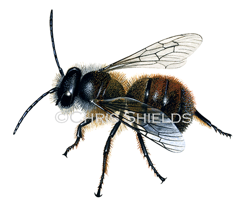 Bee (red mason - male) Osmia rufa IH0028