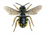 Bee (wool carder) (male) Anthidium manicatum IN001