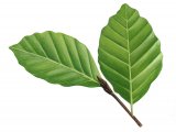 Beech leaves (Fagus sylvatica) BT015b