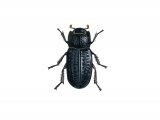 Beetle (Trox scaber) IN002