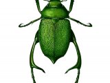 Shining Leaf Chafer Beetle (male) (chrysophora chrysochlora) IN001