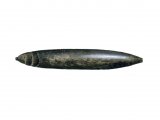 PF004 - Belemnite fossil Hibolithe