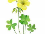 Bermuda Buttercup (Oxalis pes-caprae) BT0161