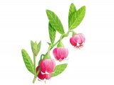 Bilberry Flowers (Vaccinium myrtillus) BT0165