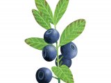 Bilberry (Vaccinium myrtillus) BT0162