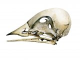 Bird Skull (generic) BD0126