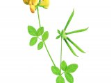 Birds-foot Trefoil (Lotus corniculatus) BT0167