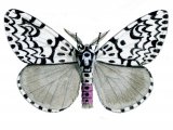 Black Arches Moth (Lymantria monache) IN001
