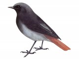 Black Redstart (Phoenicurus ochruros) BD0249