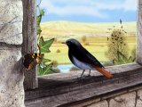 Black Redstart (Phoenicurus ochruros) BD0250