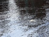 Black-faced spoonbill (Platalea minor) BD001