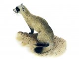 Ferret (Black-footed) Mustela nigripes M001