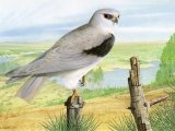 Black-shoulderd Kite (Elanus caeruleus) BD0506