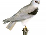 Black-shoulderd Kite (Elanus caeruleus) BD0507