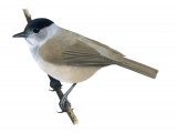 Blackcap male (Sylvia atricapilla) BD0258