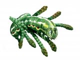 Blairs Shoulder Knot Caterpillar (Lithophane leautieri) IN001
