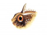 F024 - Blenny (Montagu