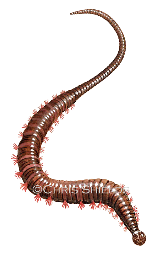 Blow Lugworm (Arenicola marina) OS0021