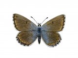 Adonis Blue (female) Lysandra bellargus IN003