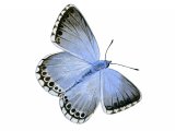 MU006 - Chalkhill Blue Butterfly for the side of Wildlife Trust mini bus