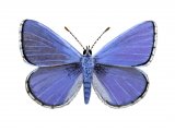 Common Blue (male) Polyommatus icarus IN002