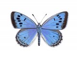 Large Blue Butterfly male (Maculinea arion) IN002